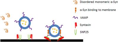 α-Synuclein: A Multifunctional Player in Exocytosis, Endocytosis, and Vesicle Recycling